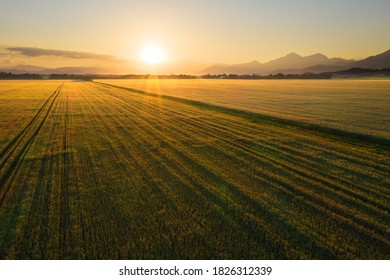 American Farm Field Of Wheat At Sunset.