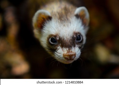 American Ferret (Mustela Nigripes), Closeup Of Head