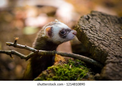 American Ferret (Mustela Nigripes) Near Green Moss, Twig And Tree