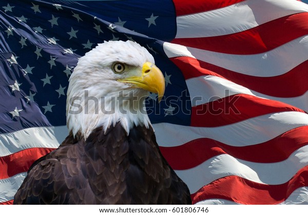 American Flag Bald Eagle Stock Photo (Edit Now) 601806746