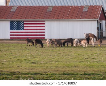 The American flag  painted on a white barn with cows in the foreground