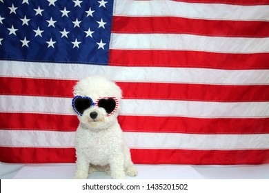 American Flag. White Dog. 4th Of July Celebration With A Small White Dog. Forth Of July Celebration Concepts.

