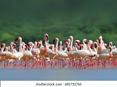 American Flamingo