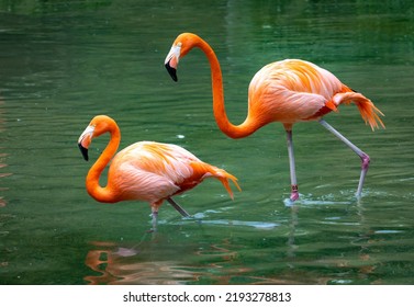 American Flamingo Breeding Pair Walking In Pond As Zoo Animals.