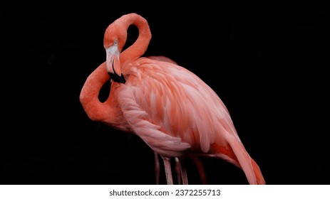 American flamingo  or Caribbean flamingo on black background