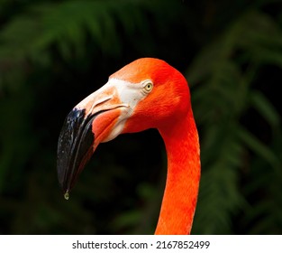 An American Flamingo In Florida. Flamingos Are A Type Of Wading Bird In The Family Phoenicopteridae