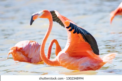 American Flamingo Landing On Water 3 Stock Photo 1302348994 | Shutterstock