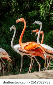 American flamingo, Phoenicopterus ruber, Caribbean flamingo, Pink flamingo, Wading bird