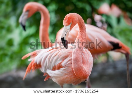 American flamingo (Phoenicopterus ruber) or Caribbean flamingo. Big bird is relaxing enjoying the summertime. Nature green background