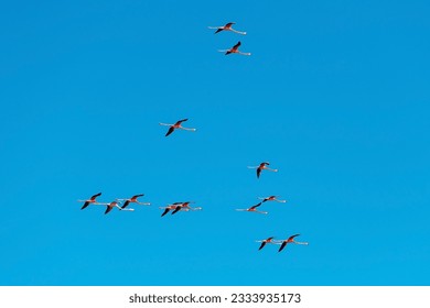 American flamingo (Phoenicopterus ruber) flock in flight, Ria Celestun Biosphere Reserve, Mexico.