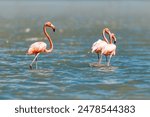 American flamingo (Phoenicopterus ruber), known as the Caribbean flamingo. Large species of flamingo. Santuario de Fauna y Flora Los Flamencos. Caribbean Region. Wildlife and birdwatching in Colombia
