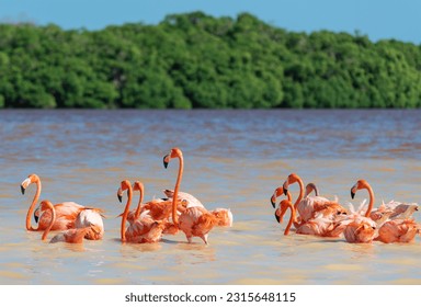 American Flamingo (Phoenicopterus ruber), Ria Celestun Biosphere Reserve, Yucatan, Mexico.