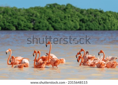 American Flamingo (Phoenicopterus ruber), Ria Celestun Biosphere Reserve, Yucatan, Mexico.