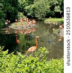 American Flamingos at the Bronx Zoo