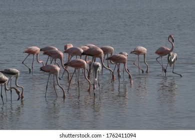 American Flamingos Feeding On Mud Flats On The West Coast Of Trinidad And Part Of Annual Seasonal Migration From South America