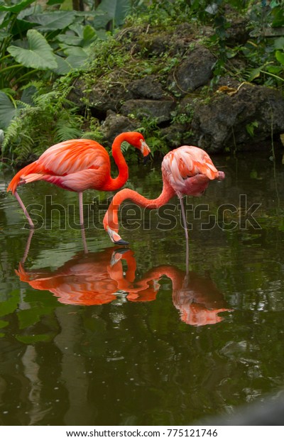 American Flamingos in Florida.
Flamingos are a type of wading bird in the family Phoenicopteridae,
the only bird family in the order
Phoenicopteriformes.