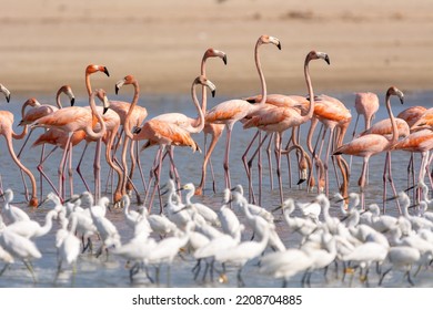 American flamingos - Phoenicopterus ruber - wading in water. Photo from Santuario de fauna y flora los flamencos in Colombia. - Shutterstock ID 2208704885