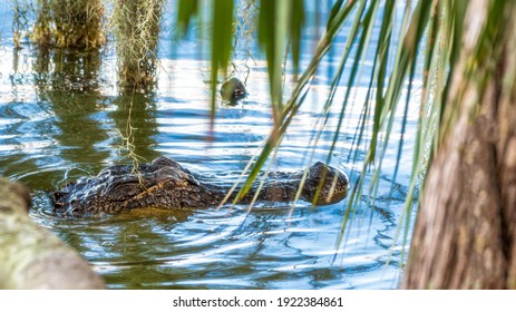 American Florida Alligator near the bank at Circle B Bar Reserve, Lakeland, Florida, USA