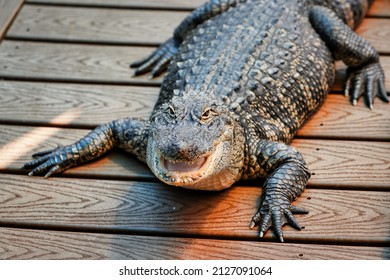 American Florida Alligator On Dock Florida Crocodiles Everglades