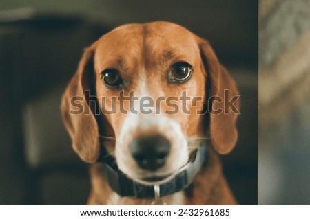 Similar – Legs of Couple and jack russell dog are sitting by the fireplace