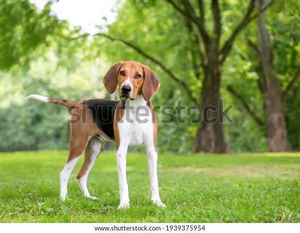 An American Foxhound dog with large\
floppy ears looking at the camera with a head\
tilt