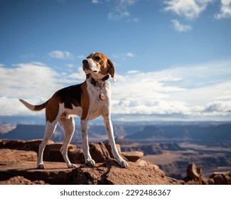 American Foxhound hound dog hiking in Moab Utah desert - Shutterstock ID 2292486367
