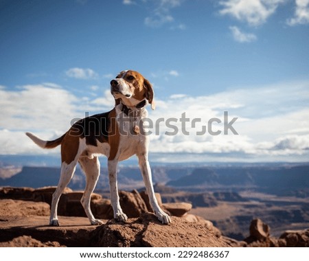 American Foxhound hound dog hiking in Moab Utah desert