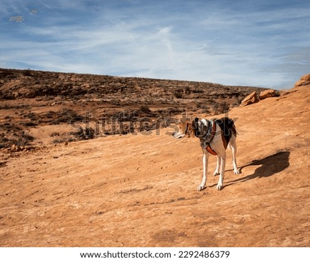 American Foxhound hound dog hiking in Moab Utah desert