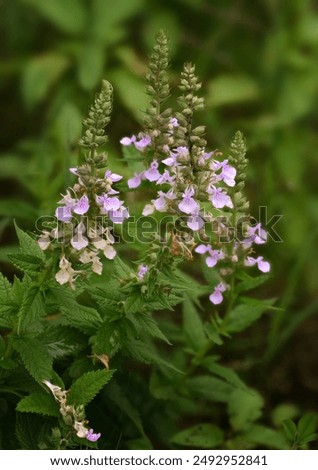 American Germander (Teucrium canadense) is a native wildflower in North America.  It has a terminal spike of purple to blue flowers on a hairy stem and prefers moist bottomland soil.