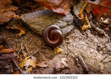 American giant millipede rolled up beside a rock