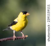 American gold finch perched on a tree branch with a green background. The gold finch is bright yellow with black on the wings and head.