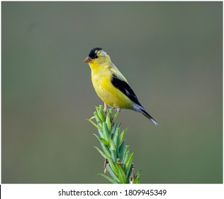 American Golden Finch On A Green Stem