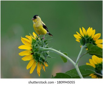 American Golden Finch On Sunflower