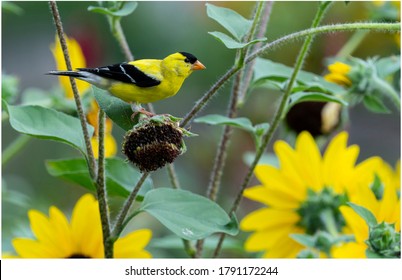 A American Golden Finch  And Sunflowers