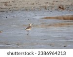                     American Golden Plover in the bright morning sunlight at Fish Haul Beach on Hilton Head Island.           