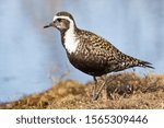 American Golden Plover Pluvialis dominica on grassy lake shore at Watson Lake, Yukon, Canada