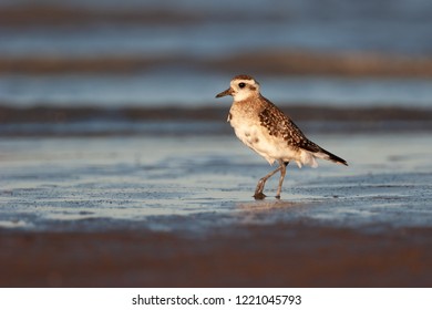 American Golden Plover, Pluvialis Dominica In The Sea, Wading In Search Of Food In Natural Habitat