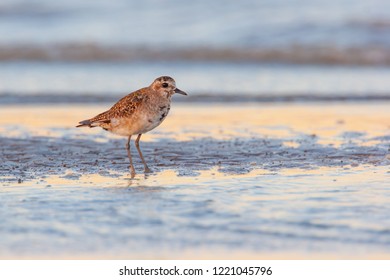 American Golden Plover, Pluvialis Dominica In The Sea, Wading In Search Of Food In Natural Habitat