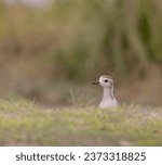 An American Golden Plover shorebird 