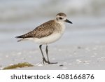 American Golden-Plover (Pluvialis dominica ) on a beach in later winter - St. Petersburg, Florida