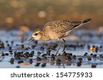 American Golden-Plover (Pluvialis dominica) with a worm by the Atlantic ocean