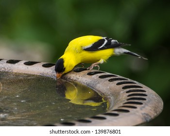 American Goldfinch