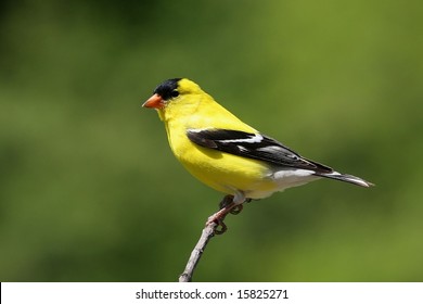 American Goldfinch