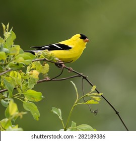 American Goldfinch