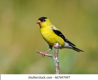 American Goldfinch