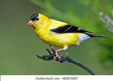 American Goldfinch