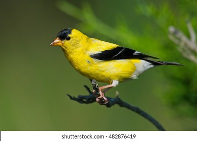 American Goldfinch