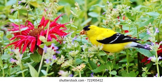 American Goldfinch