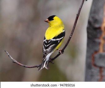 American Goldfinch