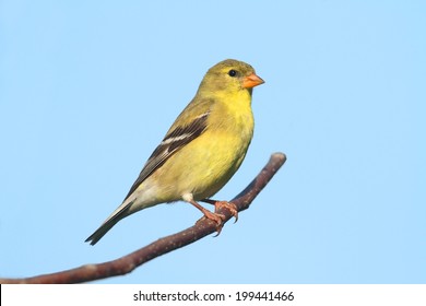 American Goldfinch (Carduelis tristis) on a branch with a blue background
